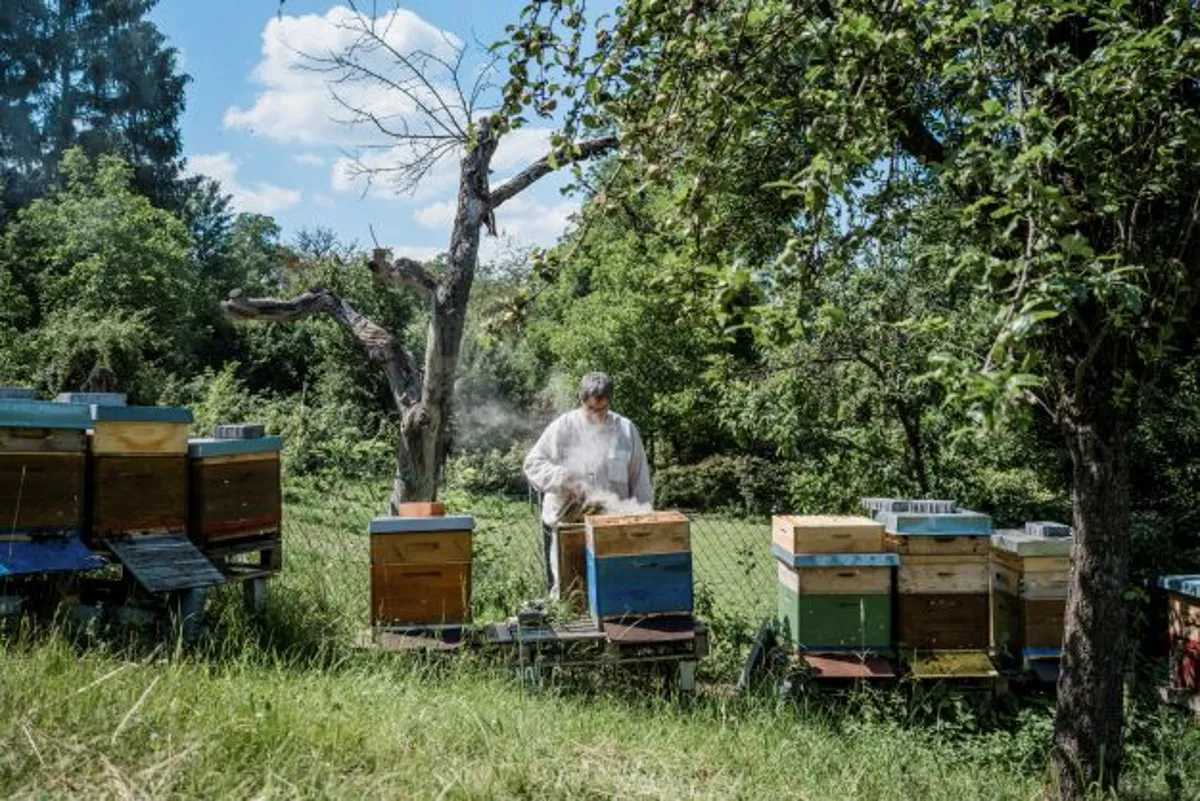 Imker betreut Bienenstöcke auf einer grünen Streuobstwiese – Patenschaft aus der Ferne