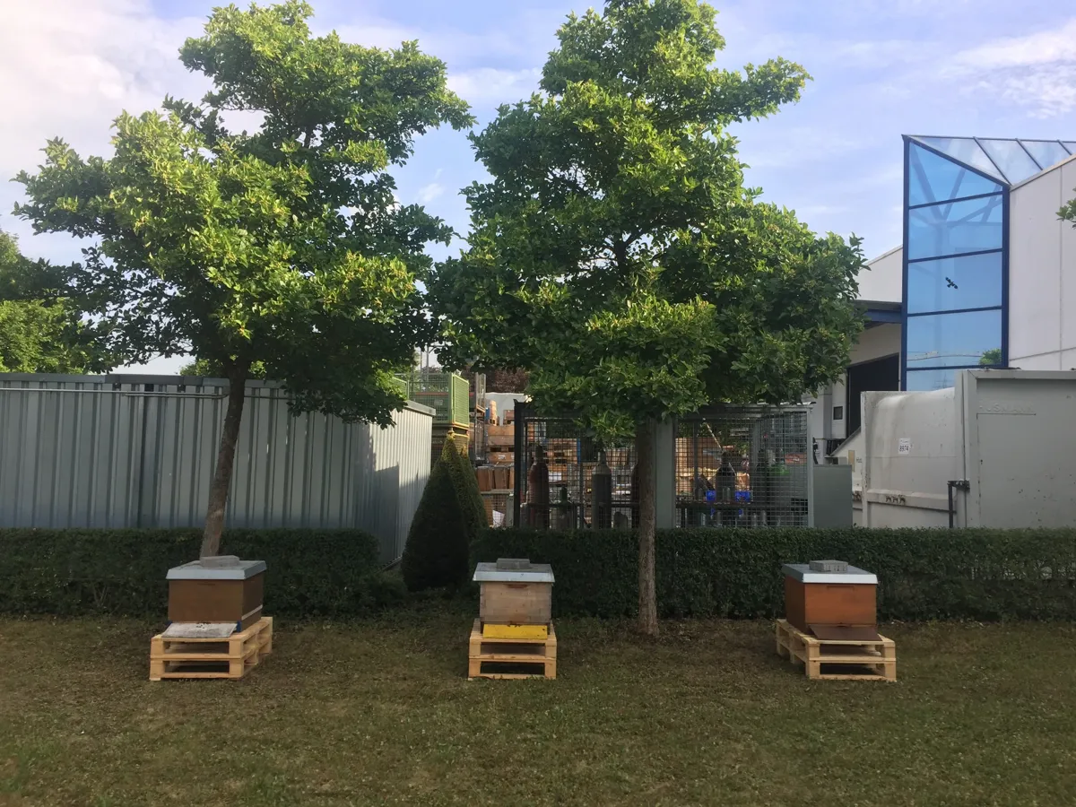 Bienenstöcke auf der Grünfläche eines Firmengeländes – Bienenvolk am Firmenstandort