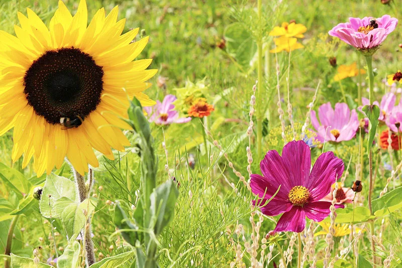 Blühmischung und Stauden als Lebensraum für Insekten