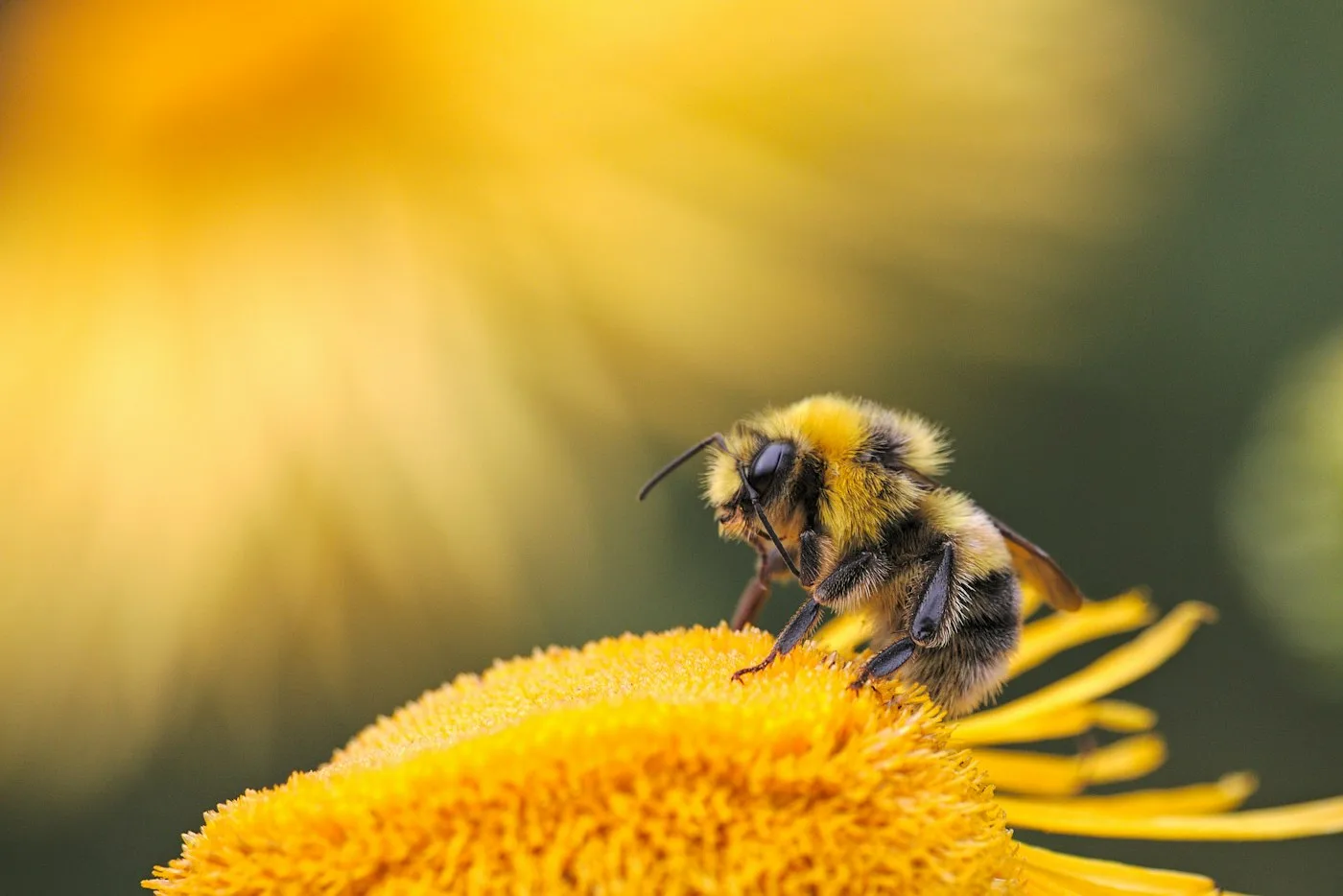 Hummel auf einer gelben Blüte – Nahaufnahme