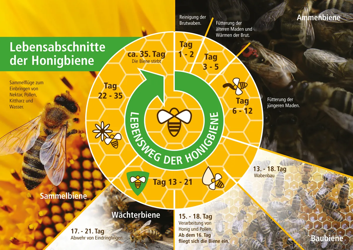 Grafik: Lebensabschnitte und Aufgaben der Honigbiene