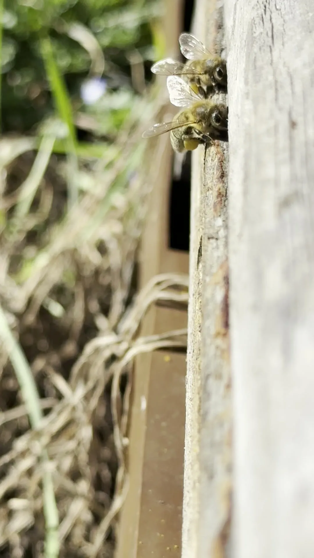Die Bienen tragen Pollen in den Bienenstock