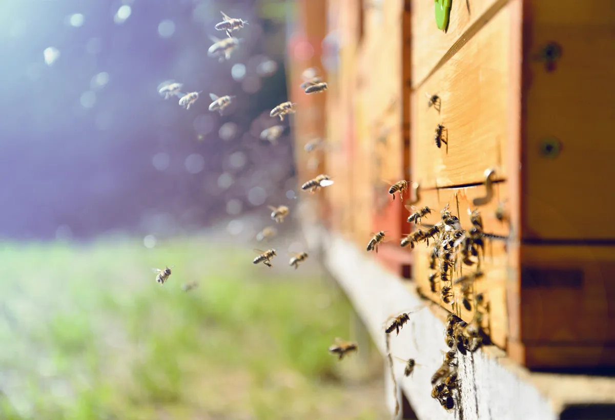 Aufstellung der Bienenstöcke