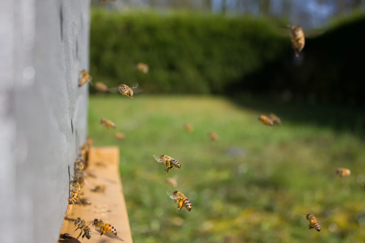 Bienenstände auf einem Werksgelände