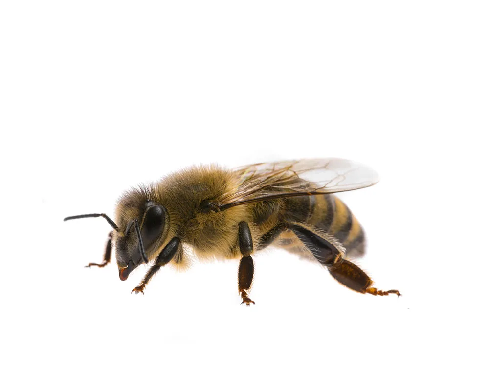 Struktur eines Bienenvolkes
