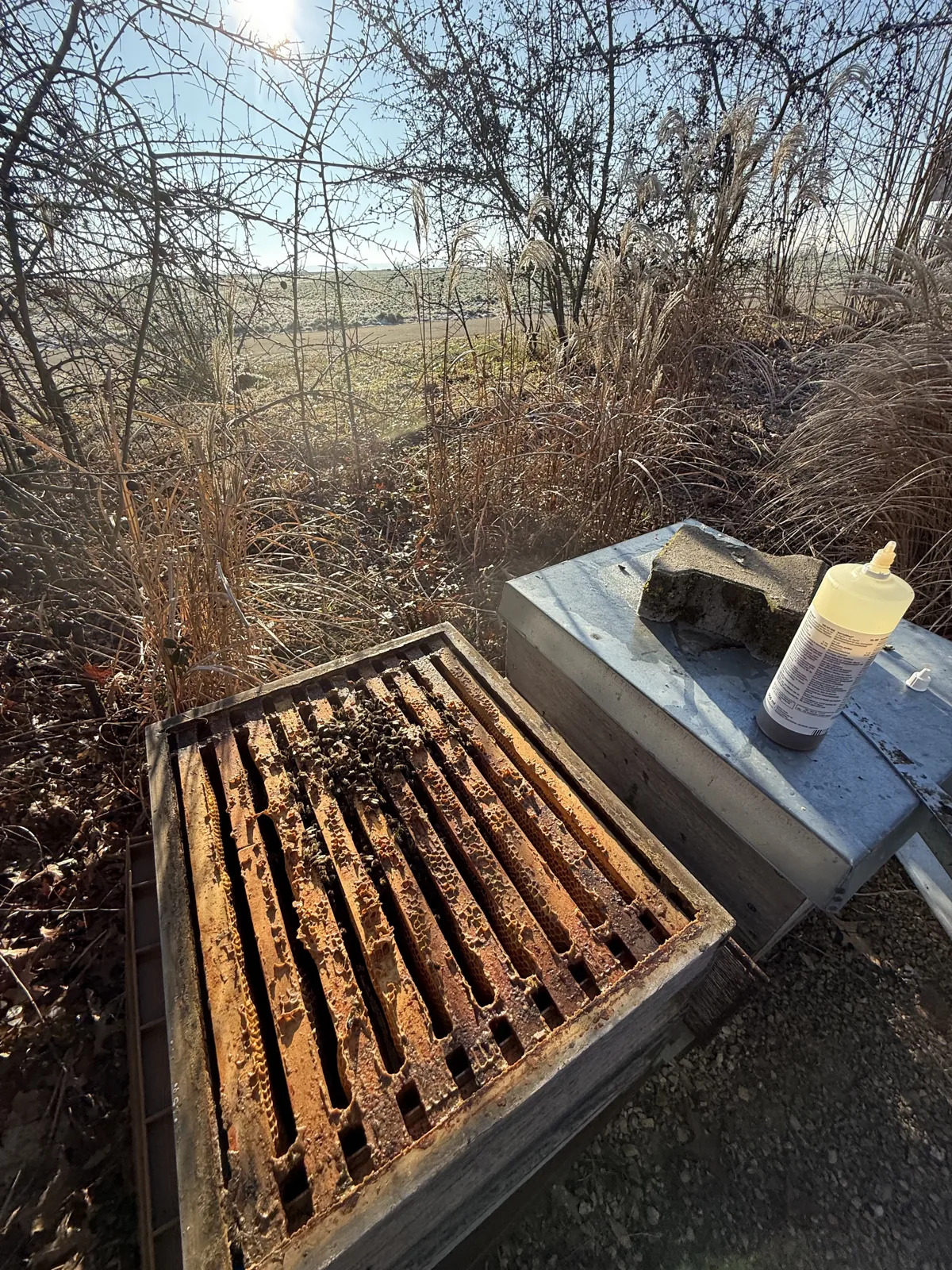 Winterbehandlung am Bienenstock